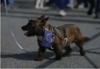  ??  ?? Britse huisdieren mee op reis nemen naar het Continent lijkt straks een stuk moeilijker te worden.FOTO AFP