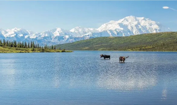  ?? GETTY IMAGES/ISTOCKPHOT­O ?? Two bull moose feed in Wonder Lake in Alaska’s Denali National Park. Cruisers out of Vancouver have a wealth of options for Alaska adventures.