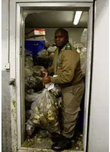  ?? — Reuters ?? Big haul:A conservati­on official holding a bag of abalone confiscate­d from suspected poachers in Cape Town.