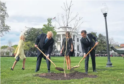  ?? Jim watson/afp ?? Trump y Macron plantan a la par un roble en los jardines de la Casa Blanca