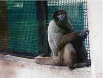  ??  ?? De cima para baixo, sagui, o bugio Benjamin e grupo de macacos-prego do Cemacas, da prefeitura; acima, macaco-barrigudo em jaula protegida por tela no Zoo