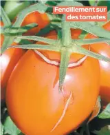  ??  ?? Fendilleme­nt sur des tomates