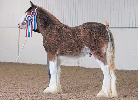  ??  ?? COOL CUSTOMER: Fife Foal Show champion Freezlund Iceman, a senior colt foal from John and Margo McIntyre.