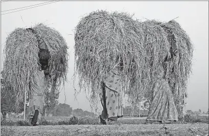  ?? [THE ASSOCIATED PRESS] ?? Indian women carry loads of straw at Basi village on the outskirts of Allahabad, in northeaste­rn India. Researcher­s have reported a link between crop-damaging temperatur­es and suicide rates in India.