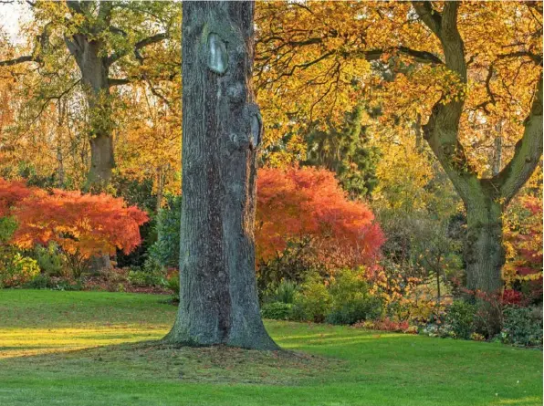  ??  ?? Acer ‘Seiryu’ and copper-red canopies of Prunus shirofugen inject the borders with seasonal warmth.