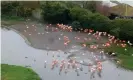  ??  ?? A flock of Caribbean flamingos at the WWT Slimbridge wetland centre. Photograph: Paul Rose, WWT Slimbridge