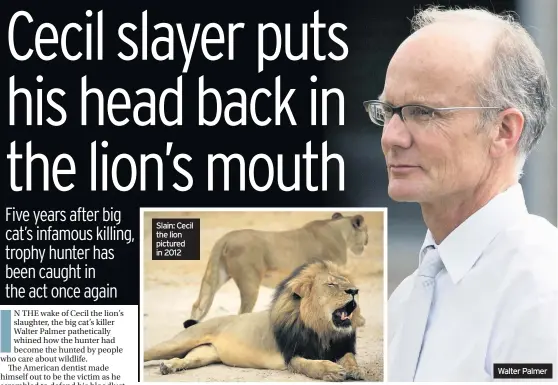  ??  ?? Slain: Cecil the lion pictured in 2012
Walter Palmer