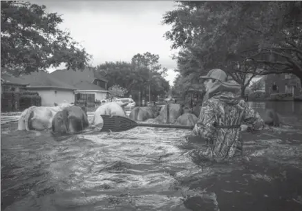  ?? ANDREW BURTON, NYT ?? Trey Holladay herds livestock through a flooded neighbourh­ood west of Houston after hurricane Harvey.