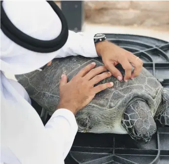  ??  ?? Sheikh Fahim bin Sultan Al Qasimi rescued the turtle off Sir Bu Nuair; left, Sheikh Fahim travels with the reptile to Jumeirah Al Naseem