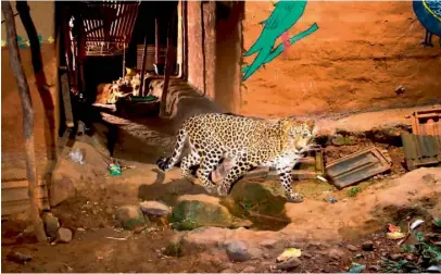  ??  ?? Living with leopards – Conflict or coexistenc­e