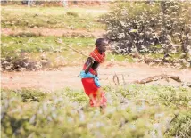  ?? Photo / AP ?? The most serious outbreak of desert locusts in 25 years is spreading across East Africa, posing an unpreceden­ted threat to food security.