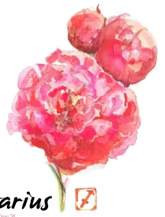  ??  ?? Peony is the floral symbol of Sagittariu­s.