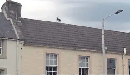  ??  ?? The dog later came down unharmed after it appeared on the roof of the building on Newburgh High Street.