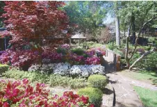  ??  ?? During the festival, most homes have signs welcoming guests to adore their azaleas all the way to the backyard.