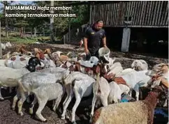  ?? ?? MUHAMMAD Hafiz memberi kambing ternakanny­a makan.