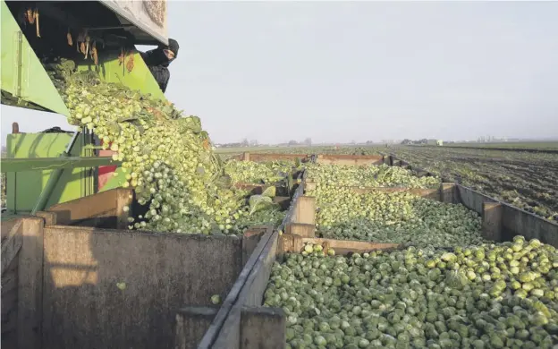  ??  ?? 0 Sprout yield is up by 20 per cent on 2019 and they will be up to 50 per cent bigger than usual, say growers