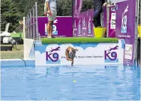  ?? ?? A jumping dog coling down at the K9 Aquatics stand at the Kent County Show