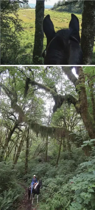  ??  ?? TOP-RIGHT: Cody spots a herd of Roosevelt elk in the north end of Tolowa Dunes State Park. This elk subspecies is unique to the Pacific Northwest’s rainforest­s. BOTTOM-RIGHT: A complex system of parks in northwest California protects the habitat of...