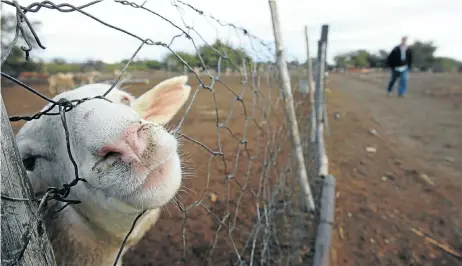  ?? Picture: ESA ALEXANDER ?? SMALL SNAG: Formal recognitio­n of Karoo lamb happens to coincide with a red meat export standoff between South Africa and the EU