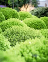  ??  ?? Thirty-two Hebe rakaiensis
mounds have been planted in a geometric pattern on a sunny slope.