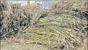  ?? HT PHOTO ?? The state expects 675 lakh quintals of sugarcane production this season.