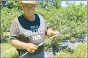  ?? (NWA Democrat-Gazette/Susan Holland) ?? Joe Tyler shows a piece of the drip tape he uses to water his blueberry bushes. Blueberrie­s require a lot of water, and the drip tape provides about a gallon an hour.