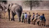  ??  ?? Prince Harry with vets and other volunteers holds on to an elephant while working with African Parks in Malawi.