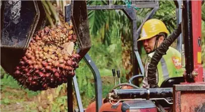  ?? [ FOTO HIASAN ] ?? Malaysia dan Indonesia menghasilk­an 80 peratus produk sawit dunia.