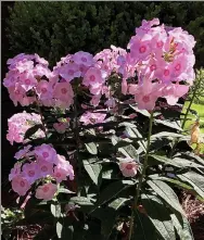  ?? ?? Luminary Opalescenc­e is a tall garden phlox that made its debut this past spring as one of three colors in the series.