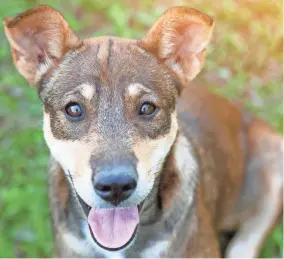  ?? GETTY IMAGES ?? Many rescued animals know they have been saved and will show their gratitude in different ways.