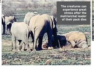  ?? ?? The creatures can experience great stress after the matriarcha­l leader of their pack dies