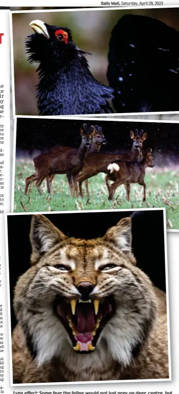  ?? ?? Lynx effect: Some fear the feline would not just prey on deer, centre, but could threaten vulnerable native species such as the capercaill­ie, top
