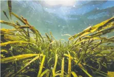  ??  ?? A new UC Davis study on eelgrass indicates that it can decrease acidity in the water by up to à0½.