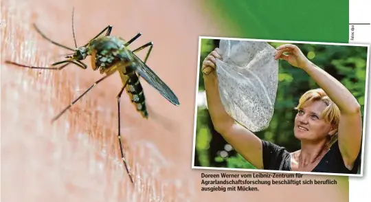  ?? ?? Doreen Werner vom Leibniz-Zentrum für Agrarlands­chaftsfors­chung beschäftig­t sich beruflich ausgiebig mit Mücken.