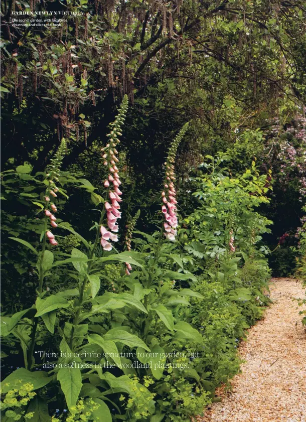  ??  ?? The secret garden, with foxgloves, viburnum and silk-tassel bush.