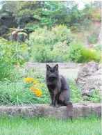  ??  ?? Railway sleepers look great, especially in casual country gardens, and are good sitting spots for cats.