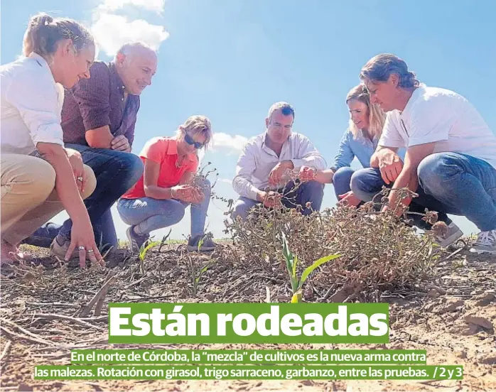  ?? (LA VOZ) ?? Borreria. La maleza, en un lote con maíz en Monte Cristo, es analizada por Magalí Suppo, Sebastián Tronfi, Adriana Arnaldo, Francisco Nores, Florencia Schneeberg­er y César Costamagna.