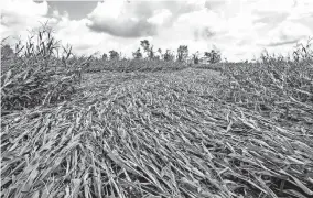  ?? [ROBERT FRANKLIN/SOUTH BEND TRIBUNE VIA THE ASSOCIATED PRESS] ?? The path of a possible tornado is evident in a cornfield after a powerful storm Tuesday in Wakarusa, Ind.