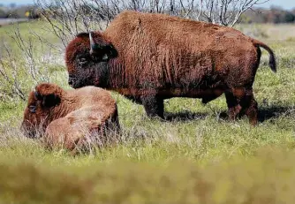  ?? Photos by Kin Man Hui / Staff photograph­er ?? The Texas band of the Lipan Apache recently welcomed several buffalo to their land in Waelder as part of an effort to re-establish culture and a connection to their ancestors.