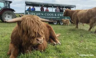  ?? ?? Highland cows