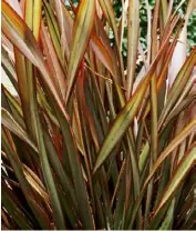  ??  ?? Phormium ‘Jack Spratt’