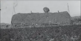  ?? Photos contribute­d ?? Haystack in Ellison district, circa 1905. Note the two men on top of the stack. “Man Eater” Williams Owens worked on the Simpson Ranch in Ellison in the 1890s