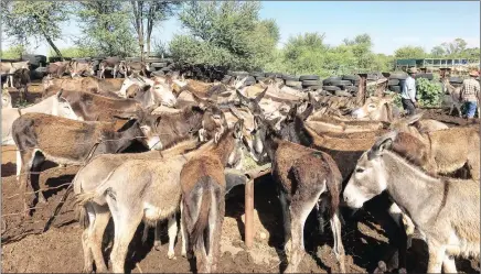  ?? PICTURE: SUPPLIED ?? Some 400 donkeys were auctioned on Wednesday in Hartswater in the Northern Cape. An animal rights activist believes the animals are being cruelly slaughtere­d for their pelts.