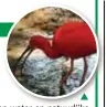  ?? FOTO RR ?? De rode ibis zou geen water en natuurlijk­e
ondergrond hebben.