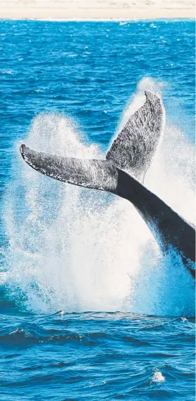  ??  ?? Spirit of the Gold Coast captured this magnificen­t image of humpback whales frolicking in waters off the Gold Coast yesterday.