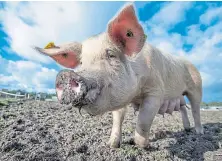  ??  ?? Estimates suggest that up to 15,000 pigs are being held on Scottish farms waiting for slaughter.