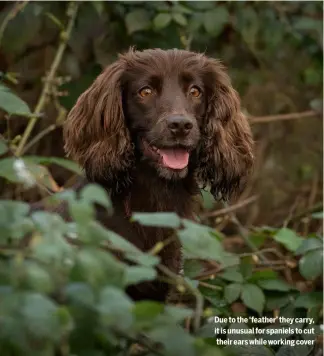  ??  ?? Due to the ‘feather’ they carry, it is unusual for spaniels to cut their ears while working cover