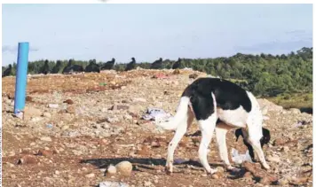  ??  ?? El vertedero de Ancud fue cerrado este año por la municipali­dad.