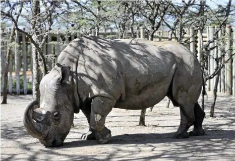  ?? PHOTO: RICCARDO GANGALE ?? ONLINE SEARCH: Sudan, the last remaining male northern white rhino, has joined the dating app Tinder in a bid to save his species.
