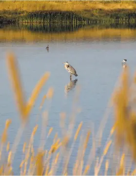  ?? Jessica Christian / The Chronicle ?? A bird wades near Cullinan Ranch along Highway 37 in Vallejo. San Pablo Bay, the northern extension of S.F. Bay, has lost 75.3% of its tidal vegetation.